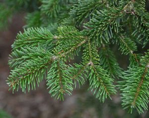 Smeets Wessem, kerstbomen